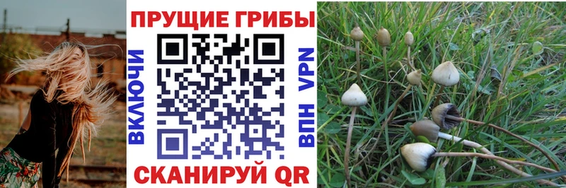 наркотики  Елизово  Галлюциногенные грибы мицелий 